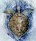Swimming Sea Turtle�_ Poster Print by Stellar Design Studio Stellar Design Studio # TV033A